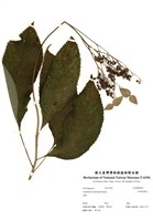 藏品(臺灣草紫陽花)的圖片